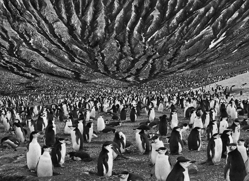 colony-of-chinstrap-and-macaroni-penguins-painting-by-sebastiao-salgado